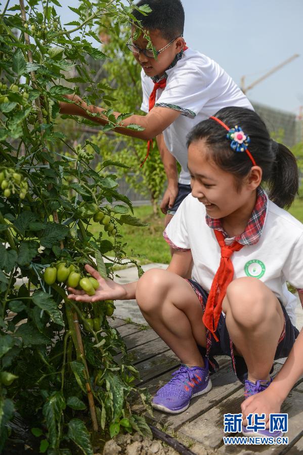 5月28日,杭州市夏衍小学的孩子们在学校屋顶的菜园里查看即将成熟的