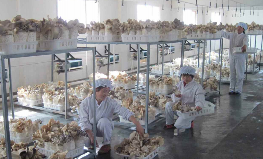 朝鲜实现蘑菇种植工业化(组图)