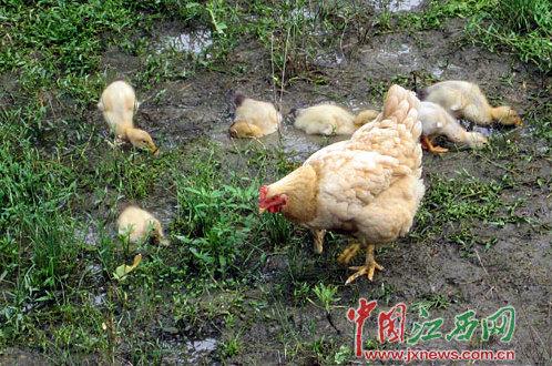 江西一母鸡孵出7只鸭仔 悉心照看形影不离(图)