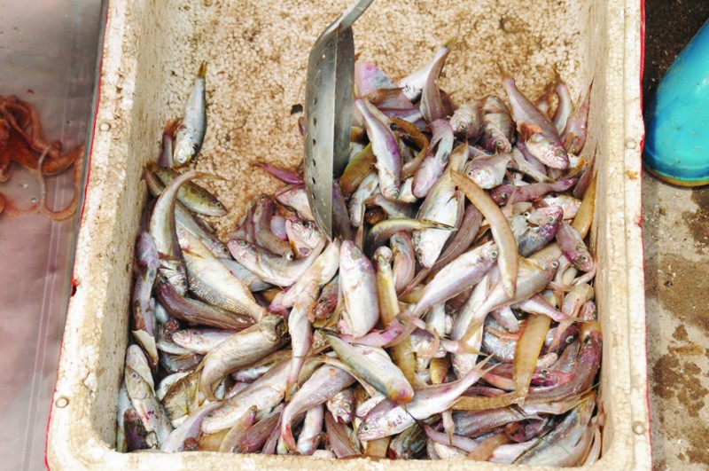 今天12时起青岛为期3个月的伏季休渔期正式开