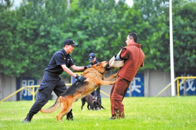 警犬训练中强化扑咬对抗.京华时报记者赵思衡摄