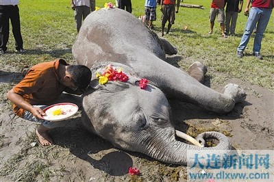 这只15岁的大象是在一处玉米田被人发现触电死亡的.