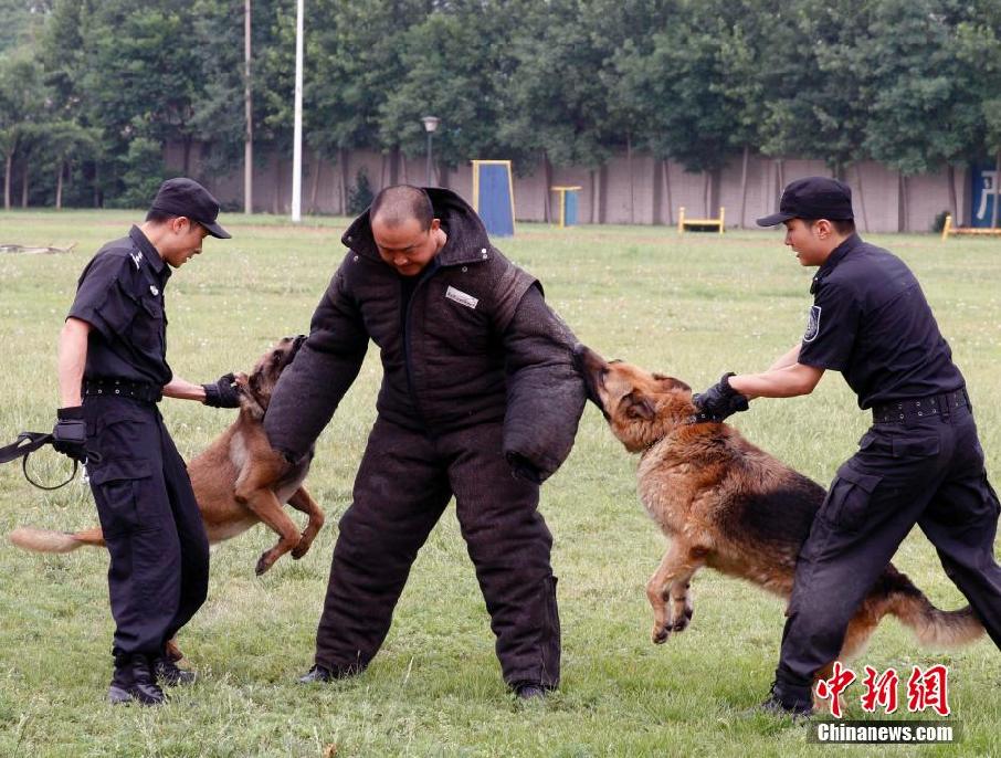 北京警察警察犬训练基地(组图)