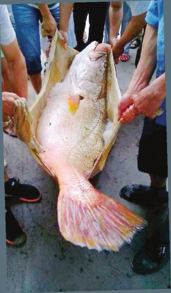 宁德:1.7米长黄唇鱼卖315万天价 濒临灭绝(图)
