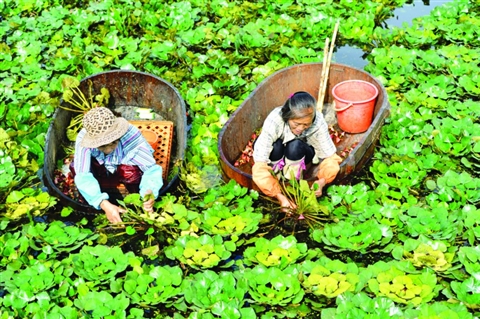 甪直水八仙生态文化园将运营(图)