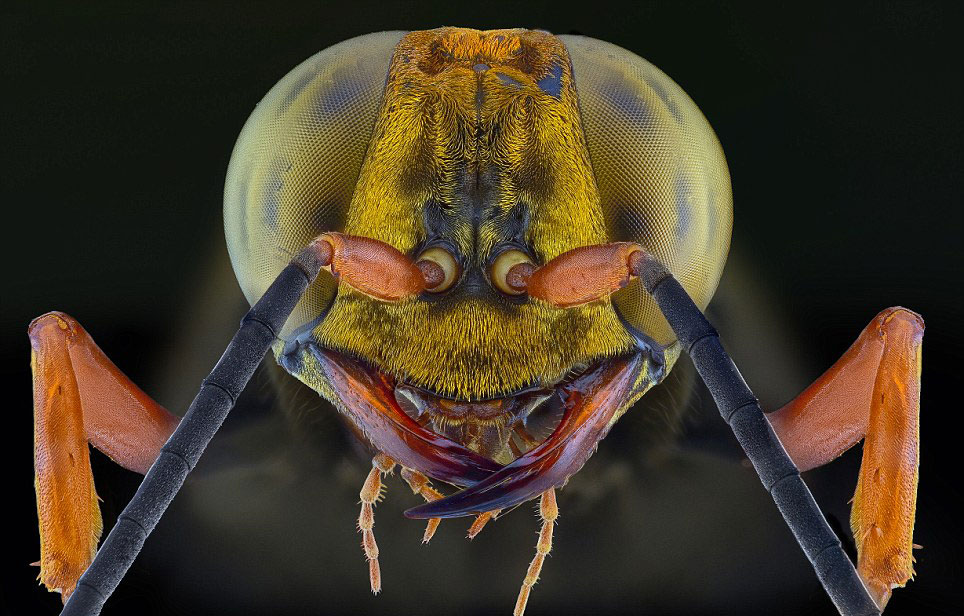 似蜻蜓的大眼睛,可生长到5厘米。(网页截图)