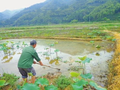 莲子村人口_莲子图片