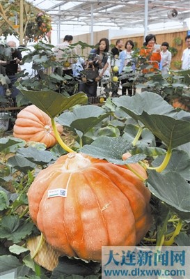 展出了太空特大南瓜,五彩椒,香炉瓜,太空茄子等30个品种的蔬菜,集中