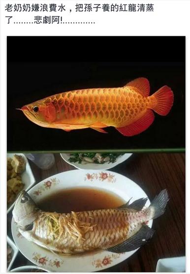 魟鱼爱飞:魟鱼:龙巅鱼邻 广州水族批发市场 第1张