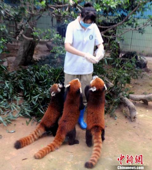赠台小熊猫最快7月见客 动物园礼物取意六六大顺(图)