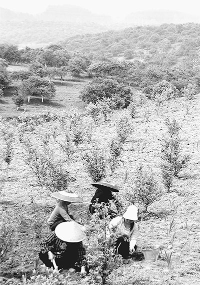 玉屏县朱家场镇鱼塘村村民在家门口的产业扶贫项目油茶园里劳动.