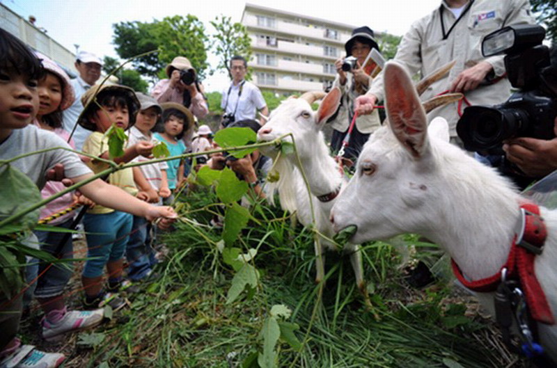 日本用山羊为小区除草 居民称可治愈心灵(组