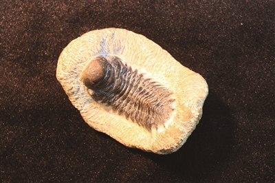 Ҷ滯ʯ
