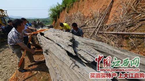 6月11日，江西浮梁县首次发现乌木，目前已被移送至古县衙景区内进行保护处理
