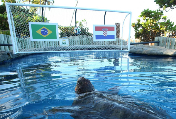 南美海龟预测世界杯揭幕战巴西队获胜（网页截图）