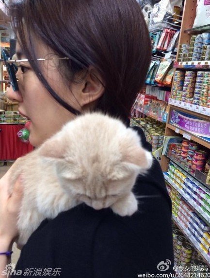 Angela喜欢猫,Angela喜欢猫 继舒淇,angelababy等女神后,刘亦菲也被喵星人攻陷啦!