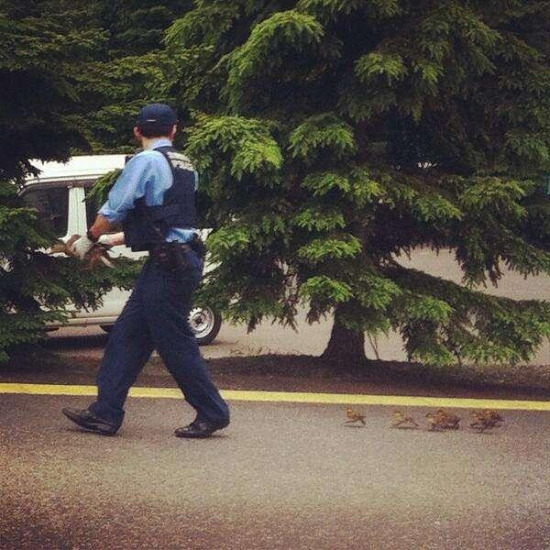 警察护送鸭宝宝回家。