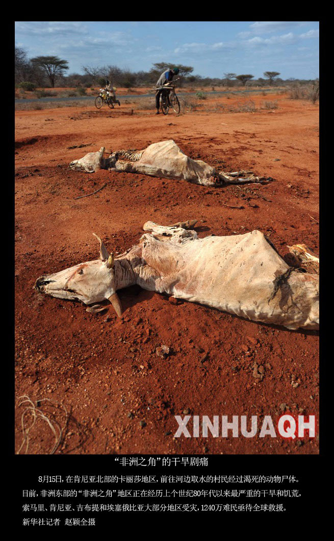 绿化荒漠 美丽中国(组图) - 2014年最新新闻事件