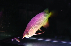 arowana fish size Still the cylinder