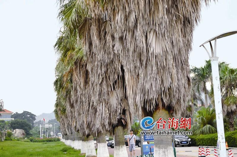 棕榈树该"刮胡子"了(图)