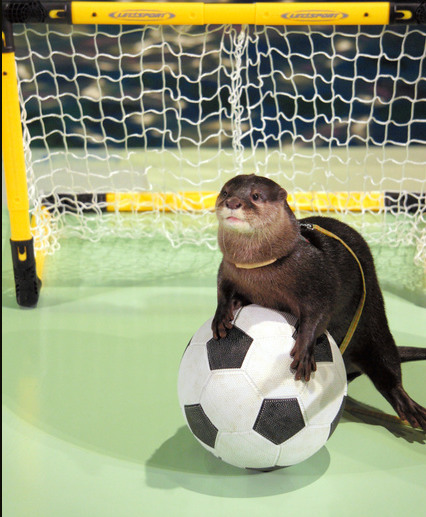 日本海狮水獭配合巴西世界杯踢足球 攻防有序