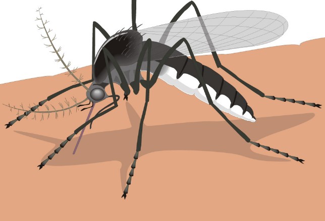 动物界第一杀手蚊子 报告显示每年杀死72万多