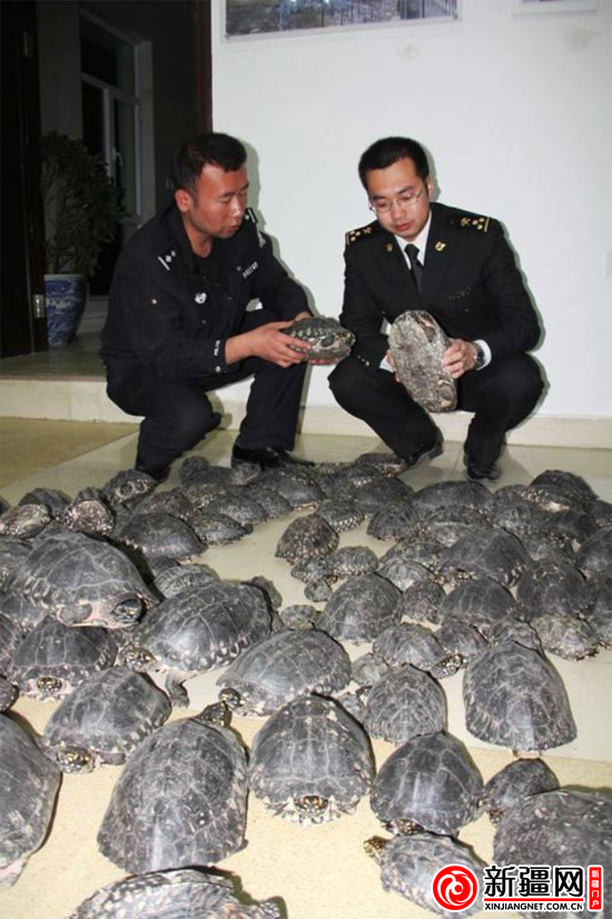 走私黑池龟案值逾500万(图)