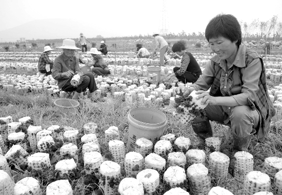 秸秆栽培食用菌 变废为宝促增收(图)