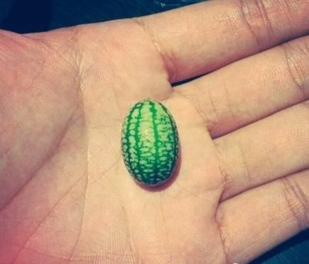 世界上最小的西瓜：仅拇指大小 吃起来口感清脆爽口 功效超好
