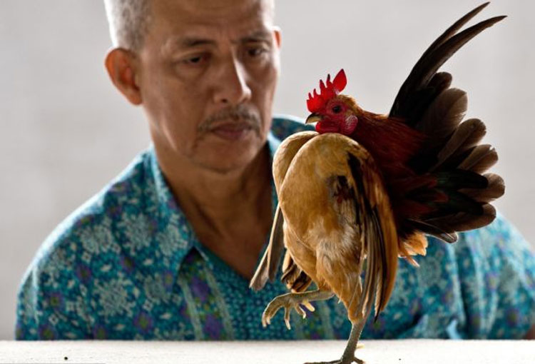 【马来西亚玲珑鸡】