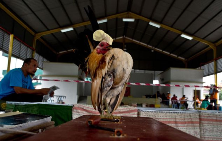 马来西亚举行玲珑鸡选美大赛 重约1斤成流行宠