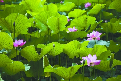 "江南可采莲,莲叶何田田"昨天,玄武湖东湖荷花盛开.