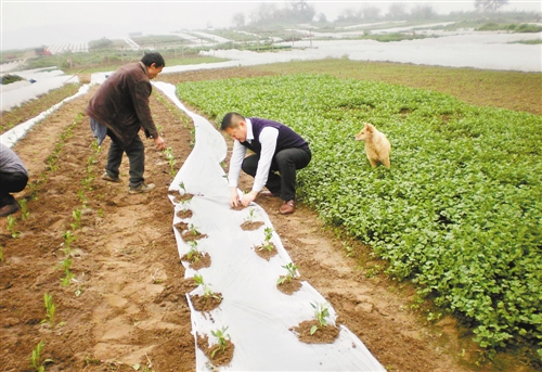 廖大全(右)帮缺劳户栽种蔬菜.(资料图片) 鱼洞街道供图