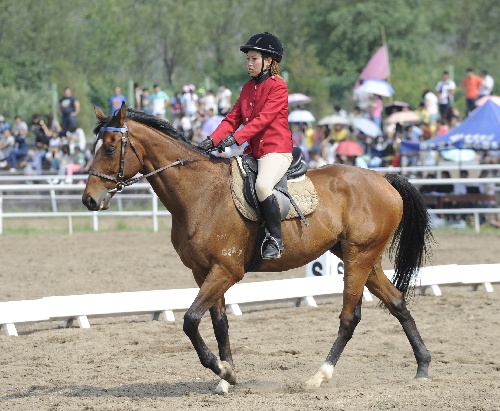 图文:2014年首届内蒙古马术节 女骑手比赛