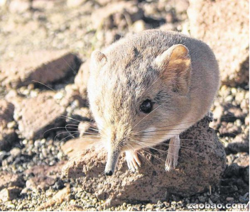 纳米比亚沙漠发现长鼻鼠 外貌似老鼠基因近大象(图)