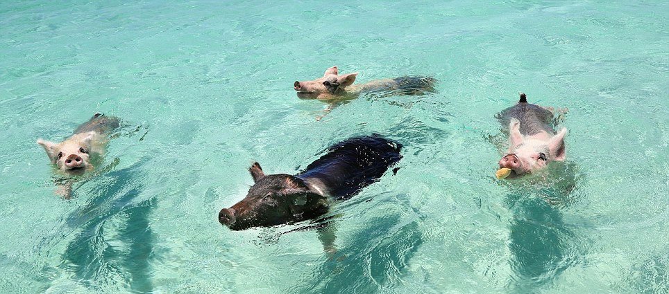 【组图"游泳猪"蹿红网络 会下水冲浪向游客讨食 六维空间