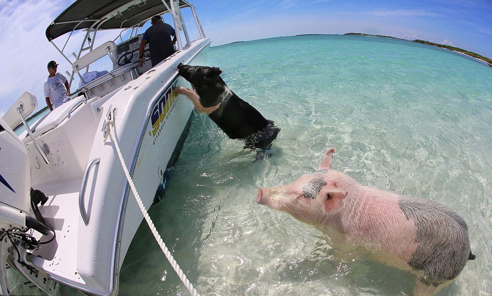 【组图"游泳猪"蹿红网络 会下水冲浪向游客讨食