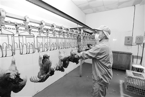 昨日,宁波市肉禽蛋批发市场,活鸡宰杀全程机械自动化