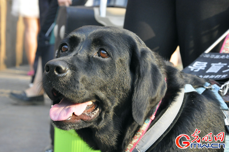 追踪导盲犬出行:导盲犬珍妮首次乘火车顺利抵