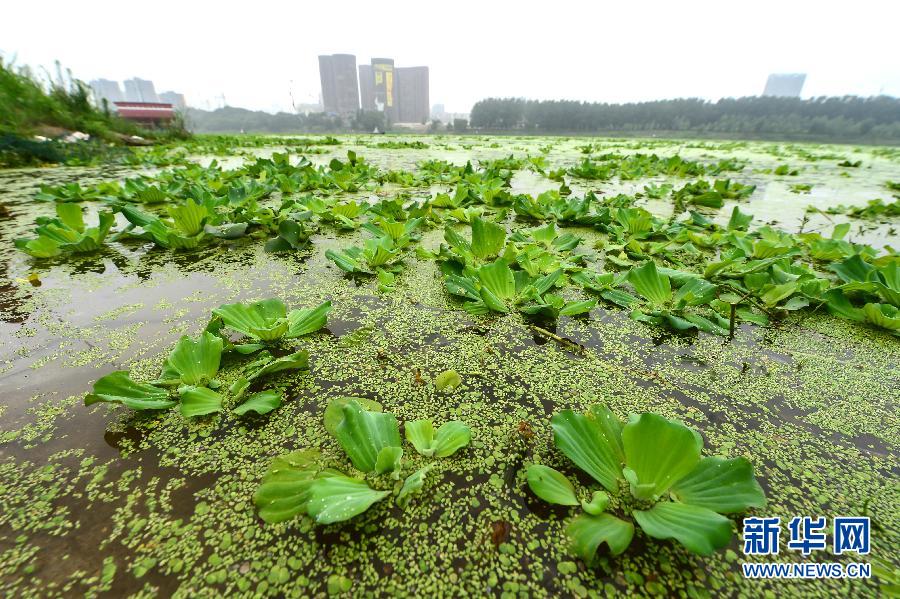 汉江水葫芦大面积水域出现对水环境影响分析