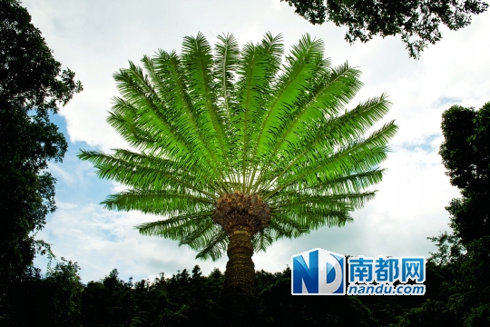 越南蓖齿苏铁雌株.