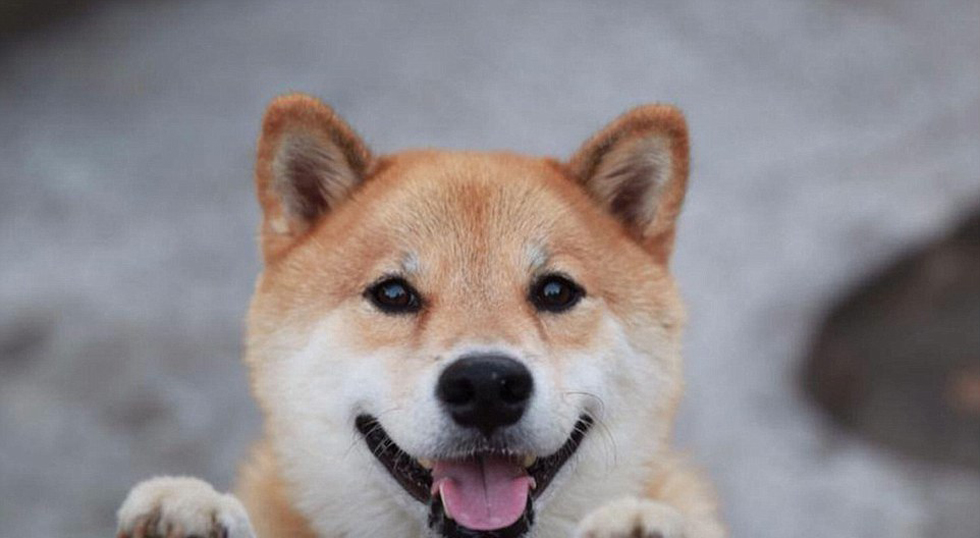 日本“微笑柴犬”获全球最幸福小狗称号 粉丝超过80万(高清组图)-搜狐滚动