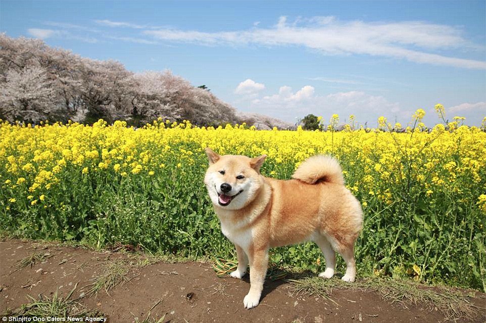 日本幸福的柴犬 睡觉也不停止微笑(组图)