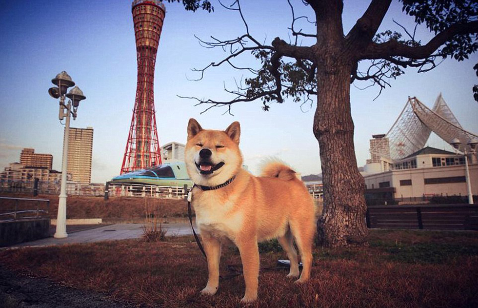 日本“微笑柴犬”获全球最幸福小狗称号 粉丝超过80万(高清组图)