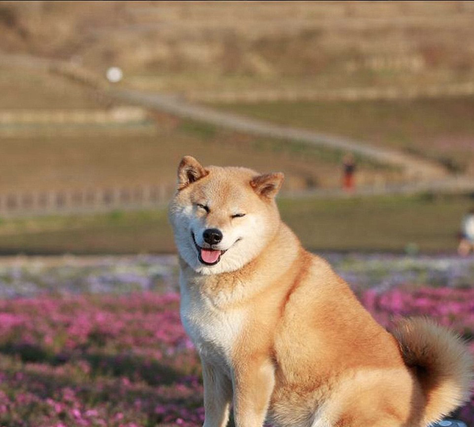 日本“微笑柴犬”获全球最幸福小狗称号 粉丝超过80万(高清组图)-搜狐滚动