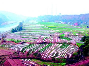 宣汉县南坝镇玉米产区的高标准农田.