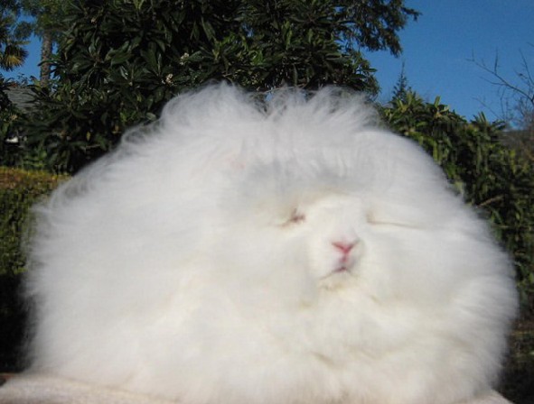 世界毛发最长的长毛兔毛长3米 体重却只有约2到3千克