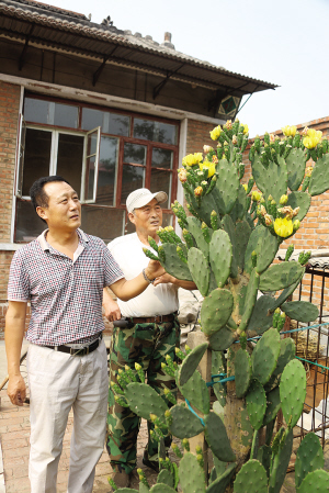 仙人掌开花报恩情(图)