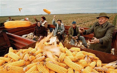 美国大丰收 玉米价格将遭遇雪崩(图)-搜狐滚动