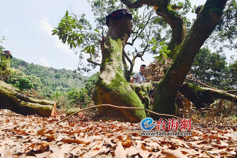 荔枝海公园内荔枝树遭砍(图)